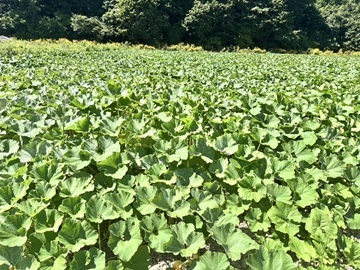 齋藤農園(北海道)-5