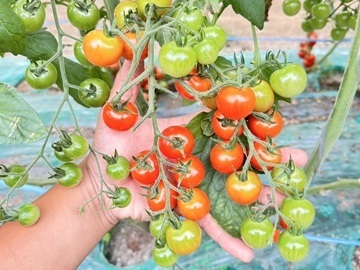 齋藤農園(北海道)-3