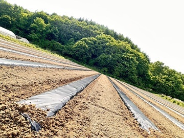 齋藤農園(北海道)-4