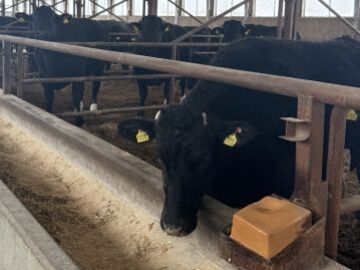 株式会社安平早来牧場-2