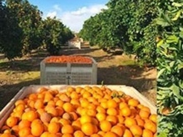 水浅青果株式会社-4