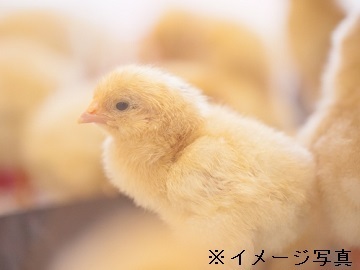 静岡県浜松市×畜産育種/法人【42325】-top