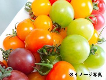 愛知県田原市×施設野菜/法人【42335】-1