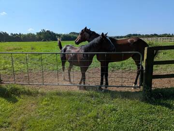 大瀧ステーブルス-8