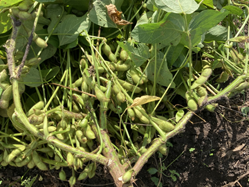 有限会社オアシスランド-5