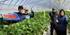 鳥取県北栄町 地域おこし協力隊募集【イチゴ産地化】