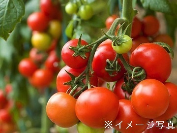 山梨県北杜市×施設野菜/法人【42360】-2