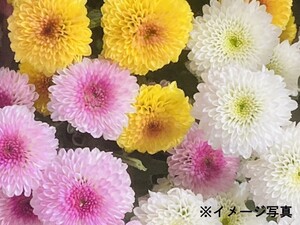 有限会社石井ファーム-top