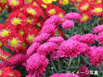 有限会社石井ファーム-8