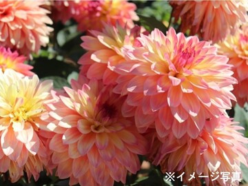 有限会社石井ファーム-2