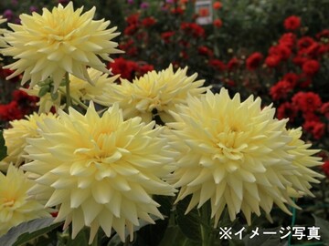 有限会社石井ファーム-3