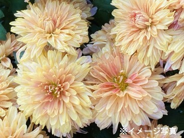 有限会社石井ファーム-4