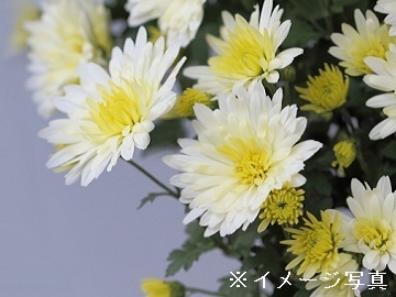 有限会社石井ファーム-6