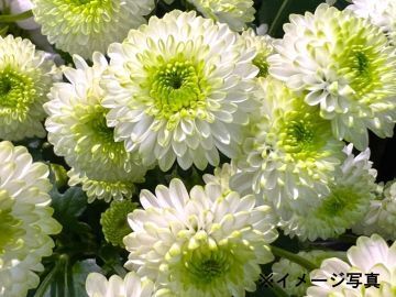 有限会社石井ファーム-7