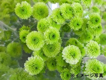 有限会社石井ファーム-1