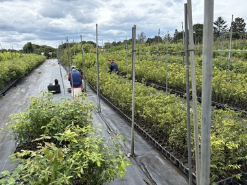 有限会社芳坂樹苗園-1