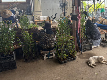 有限会社芳坂樹苗園-3