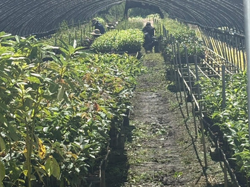 有限会社芳坂樹苗園-6