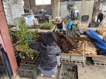 有限会社芳坂樹苗園-7