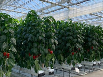 株式会社北海道サラダパプリカ-2