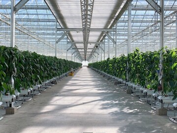 株式会社北海道サラダパプリカ-4