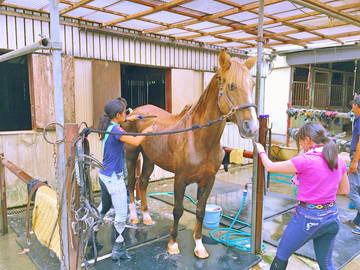 千葉県佐倉市×乗馬クラブ/法人【42375】-2