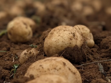 株式会社皆村農園-2