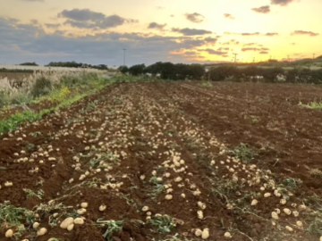 株式会社皆村農園-4