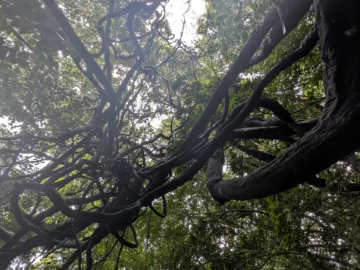 株式会社皆村農園-5