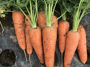 株式会社Zen Farms-1