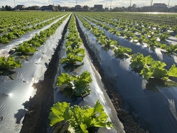 株式会社Zen Farms-5