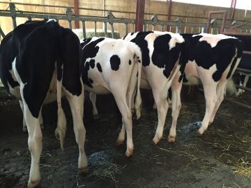 SSK DAIRY FARM株式会社-6