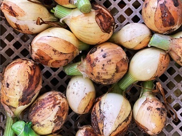 株式会社タスクファーム 長久手農場-2