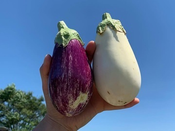 株式会社タスクファーム 長久手農場-6