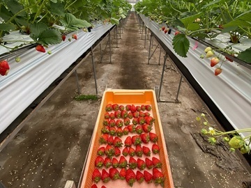 株式会社タスクファーム 長久手農場-5