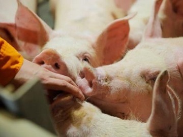 株式会社ドリームポーク-4