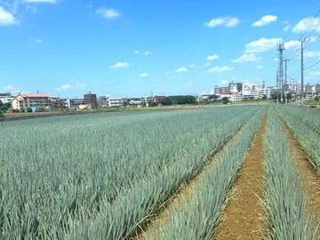 陽光ファーム-3