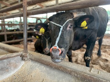 株式会社出口畜産-1