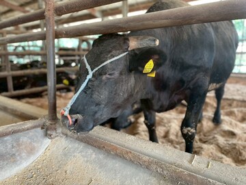 株式会社出口畜産-4