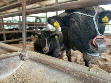 株式会社出口畜産-6