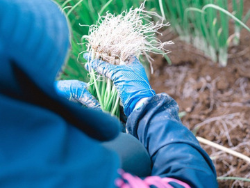 株式会社ステラ-2