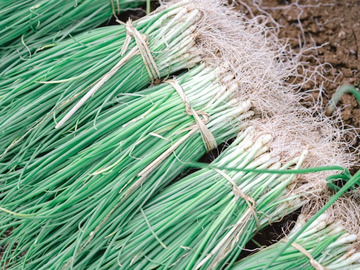 株式会社ステラ-4