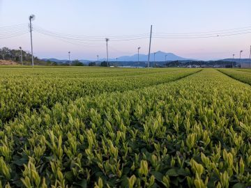 たからべ製茶株式会社-8