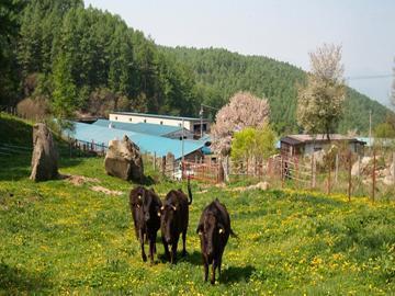 有限会社小田切牧場-1