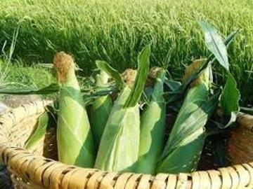 有限会社小田切牧場-4