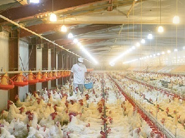 熊本県・宮崎県×養鶏/法人【34811】-1