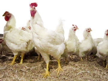 熊本県・宮崎県×養鶏/法人【34811】-2