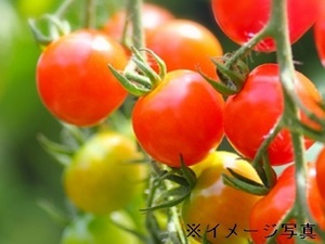 大分県国東市(管理者募集)×施設野菜/法人【42410】-top