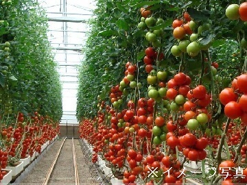 大分県国東市(管理者募集)×施設野菜/法人【42410】-1