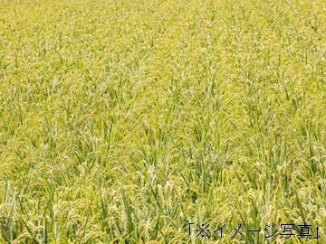 大塚農園(桜川市)-6